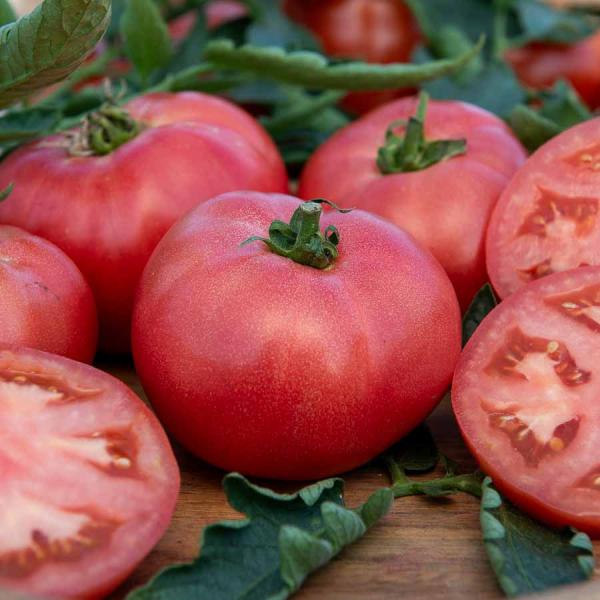 Potagères - Tomate Honey Moon F1 - Graines d'Exception - face recto